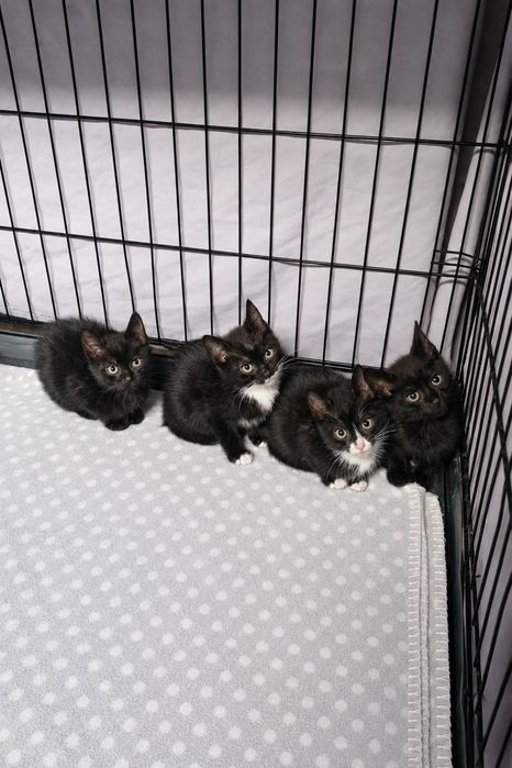 Bezdomne kocurki gotowe do adopcji od zaraz