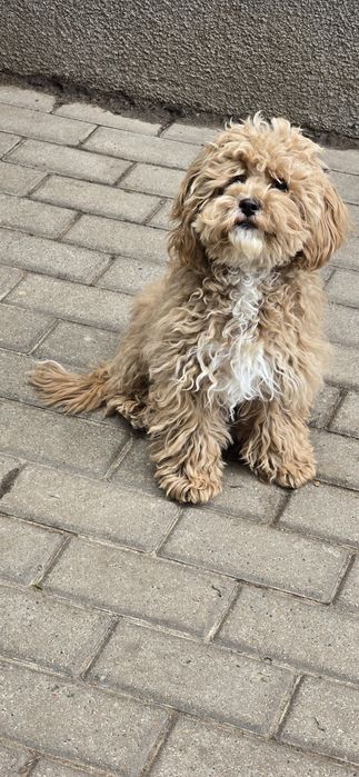 Cavapoo/ dziewczynka
