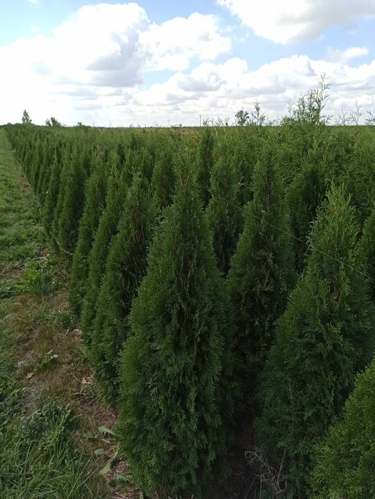 Tuje tuja szmaragd 100-160 gęste z gruntu