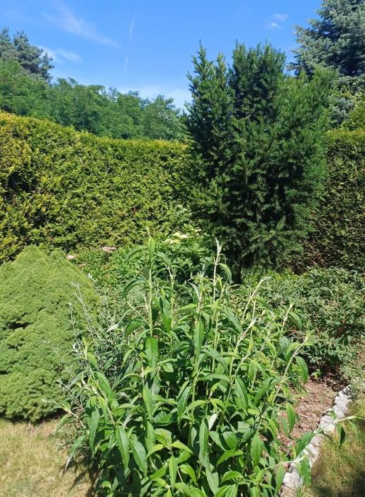 REZERWACJA Sprzedam działkę ROD Imielno