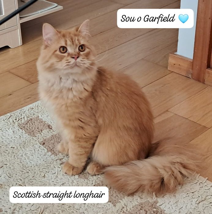 Cat available for breeding450232018053386240