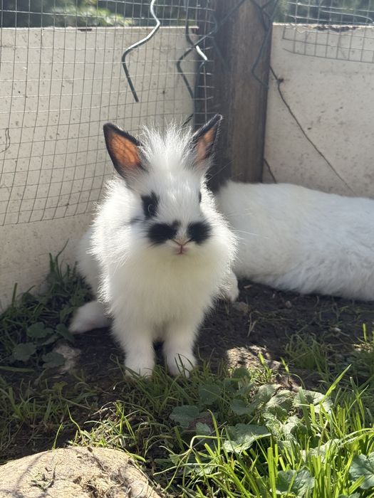 Krolik miniaturka (samiec)