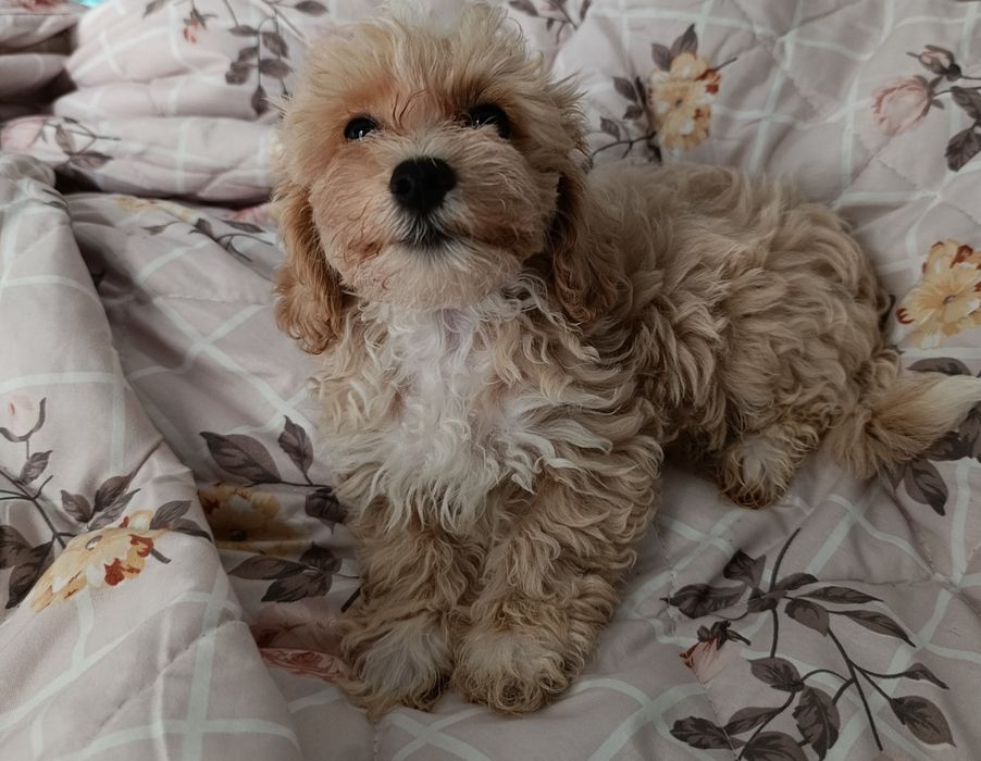 Maltipoo. Piękny chłopak