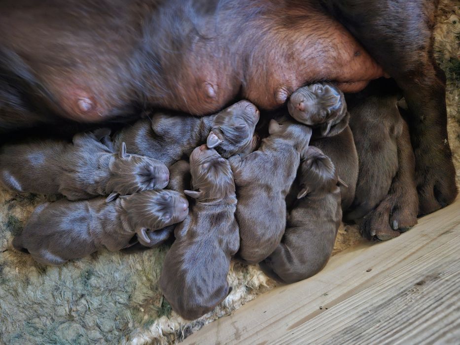 Labrador Retriver