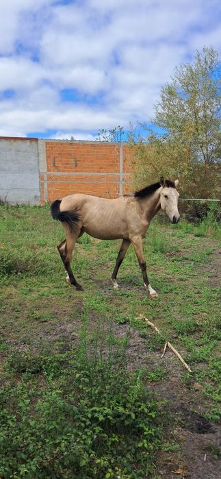 Vendo poldra lusitana