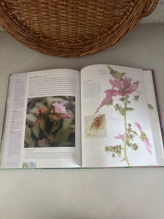 O Poder das Ervas Aromáticas