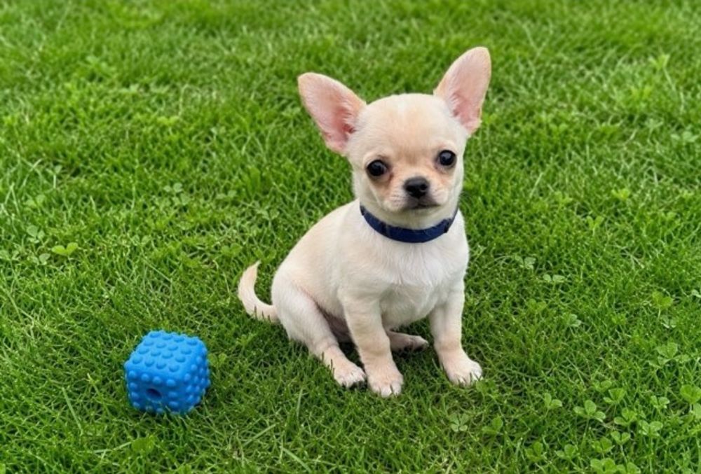 Cudny chłopiec chihuahua