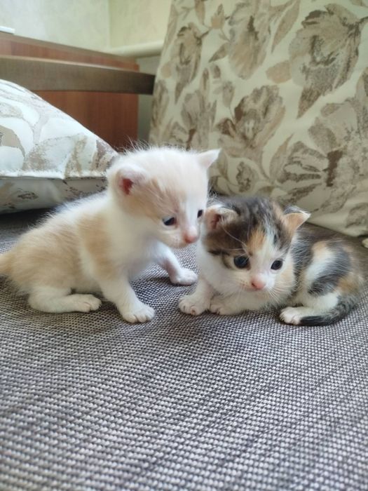 кошенята безкоштовно