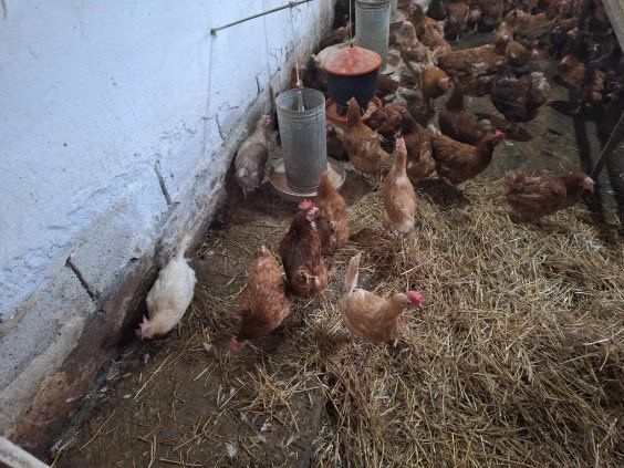 Lohmann Sandy po 23zł kura Messa 30zł