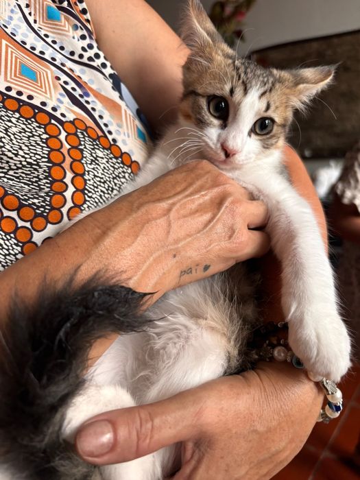 Gatinhos para adoção