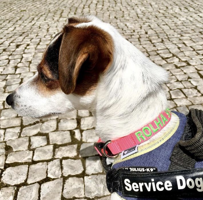 Coleiras Personalizada feita à mão