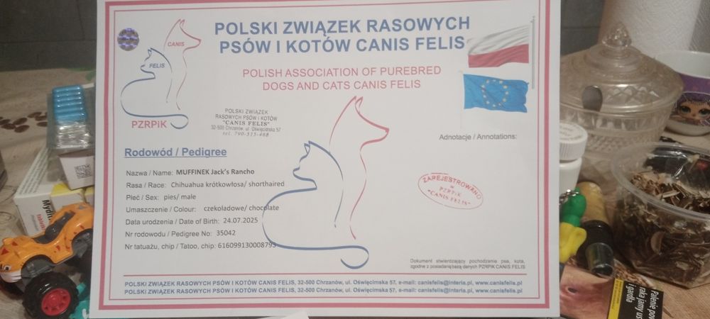 Zwierzęta chihuahua