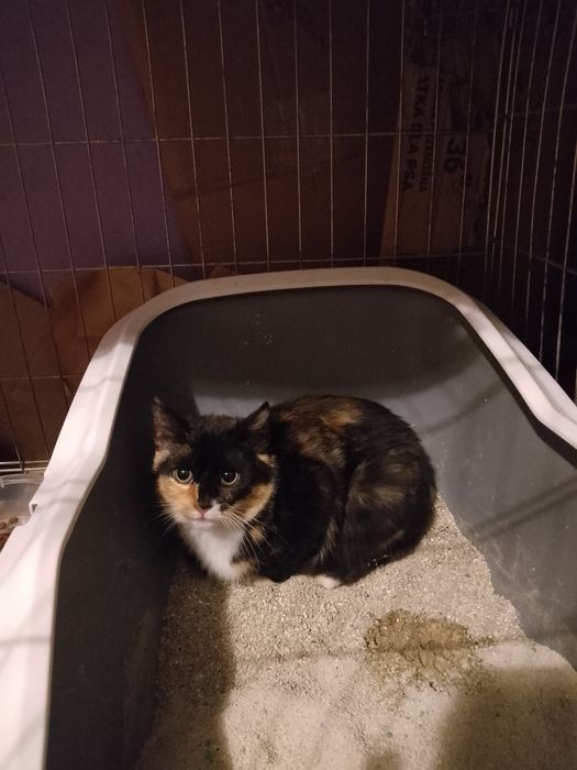 Około półroczna kotka szylkretka do adopcji
