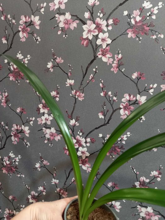 Амариллис гиппеаструм с детками дешево 399 грн