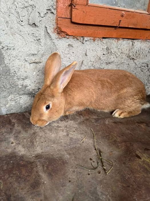 Продам кролів вакцинованих