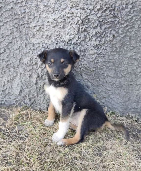 Віддаєм собачок в добрі руки , дівчатка , 2 місяці