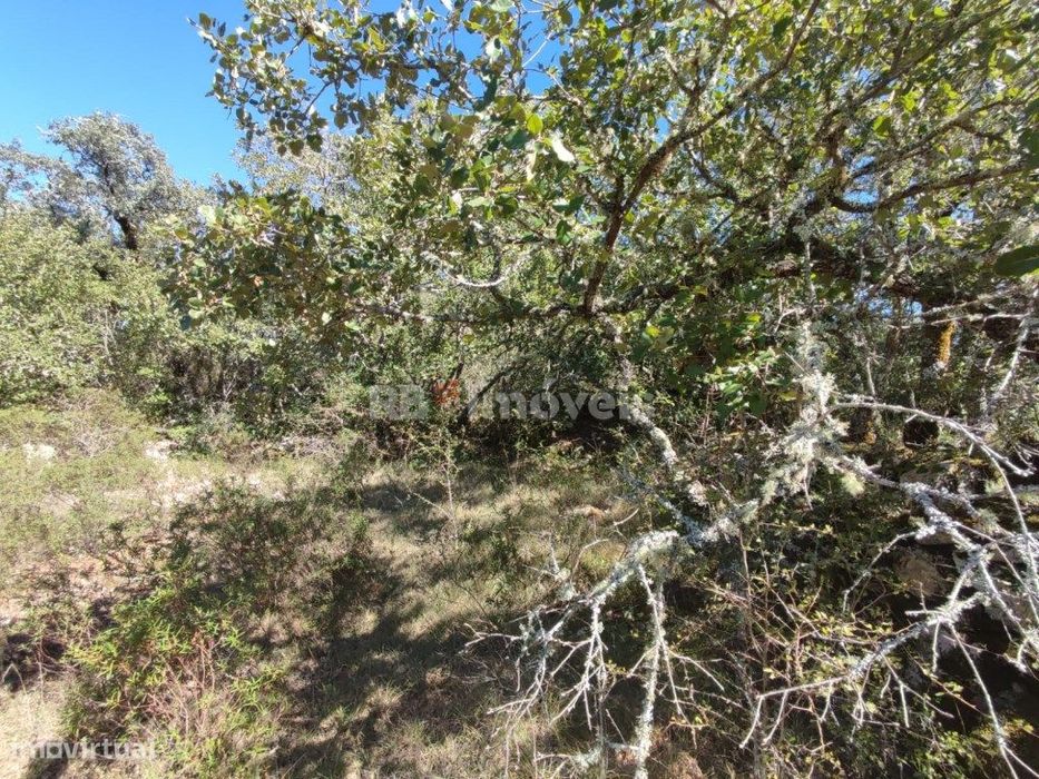 Terreno Rústico com 4200 m² - Casas Velhas, Tomar