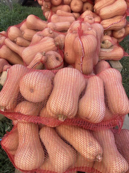 Продам гарбуз мускатний пип батернат