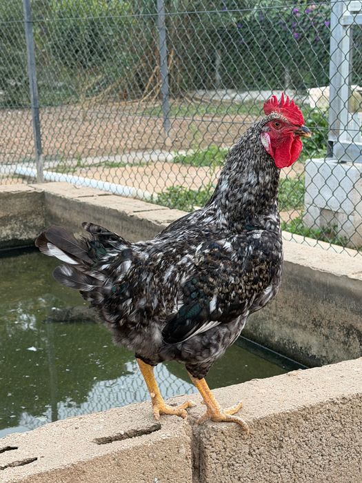 Animais faisões Peru galos