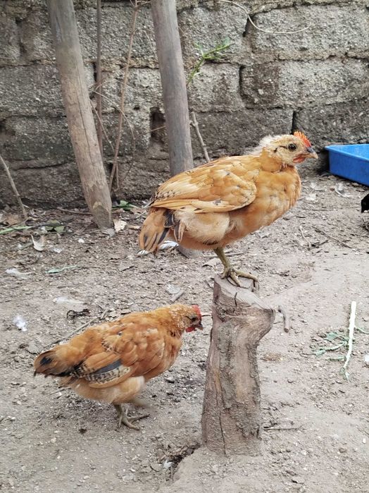 Garnizos com 3 meses