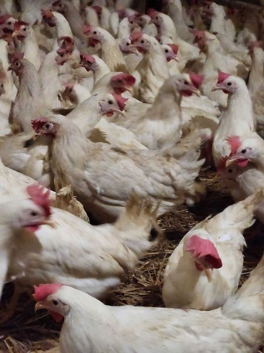 Kury nioski młode Rosa z wolnego wybiegu. Leghorn z jajkiem. Dowóz.