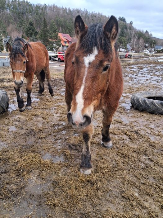 Klacze sztumskie po rodzicach programowych