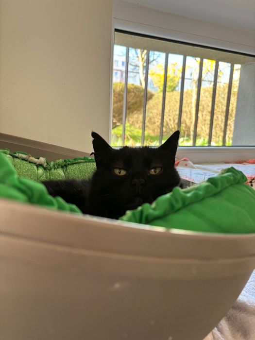 Czarna kotka , pokochaj mnie.