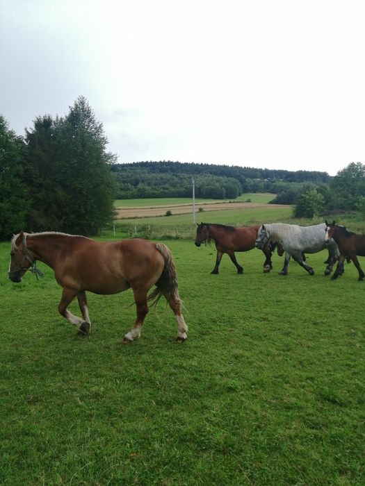 Pilnie Sprzedam !!! klacz kobyła koń konie zimnokrwiste