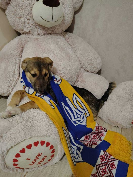 Щенок, возраст 4 месяца