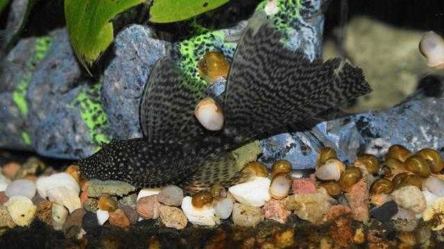 Glonojady, zbrojniki  weloniaste złote i ciemne