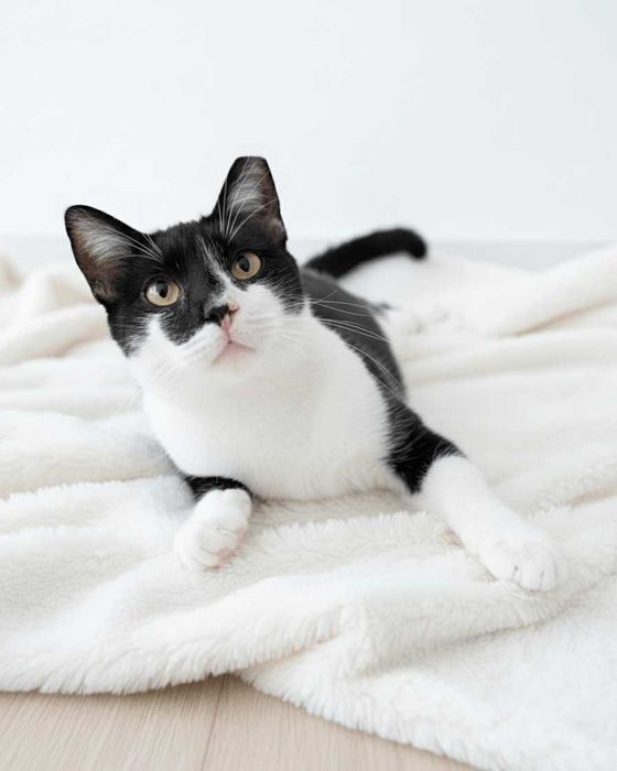 Setúbal / Margem Sul / Lisboa — DUSTY, gatinho para adoção