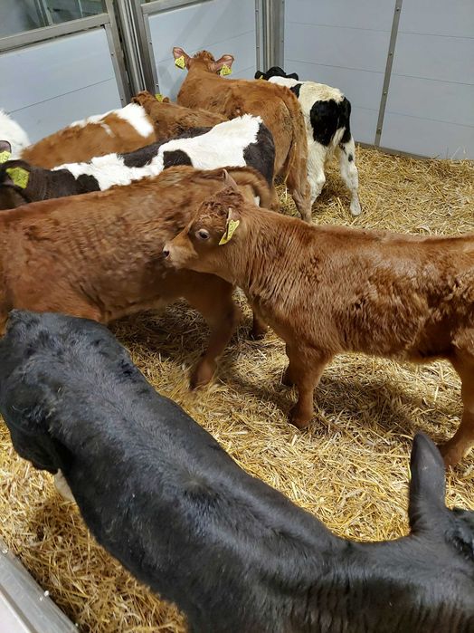BYCZKI I JAŁÓWKI cielaki Turek polskie
