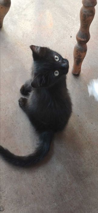 Котята в ответственные, добрые, любящие руки.