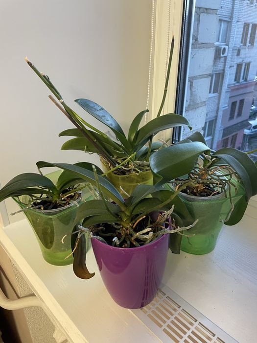 Орхидея, распродаю свои орхидеи