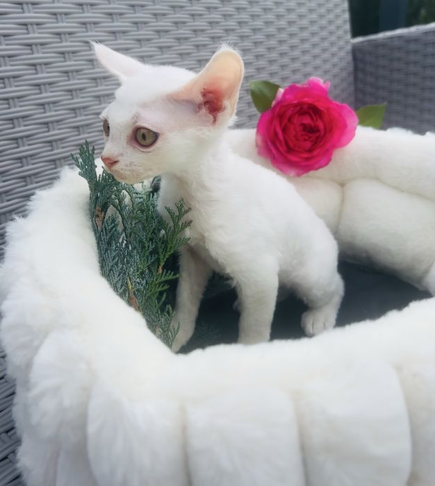 Slodki kocurek Devon Rex