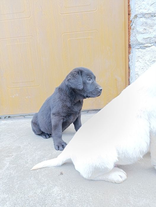 Хлопчик Чорний є Дівчата