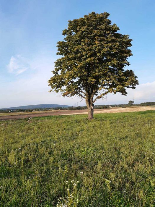 Działka budowlana w gminie Dobryszyce