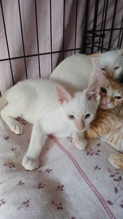 Gatos bebés para adoção consciente