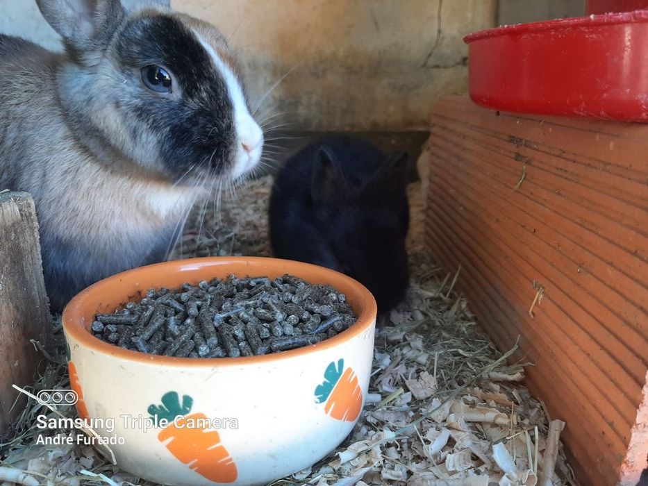 Coelhinhos Anão bebés