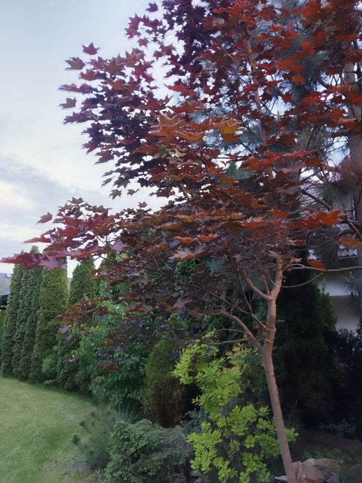 Klon bordowolistny na pniu, wys. ok. 4 m Rezerwacja