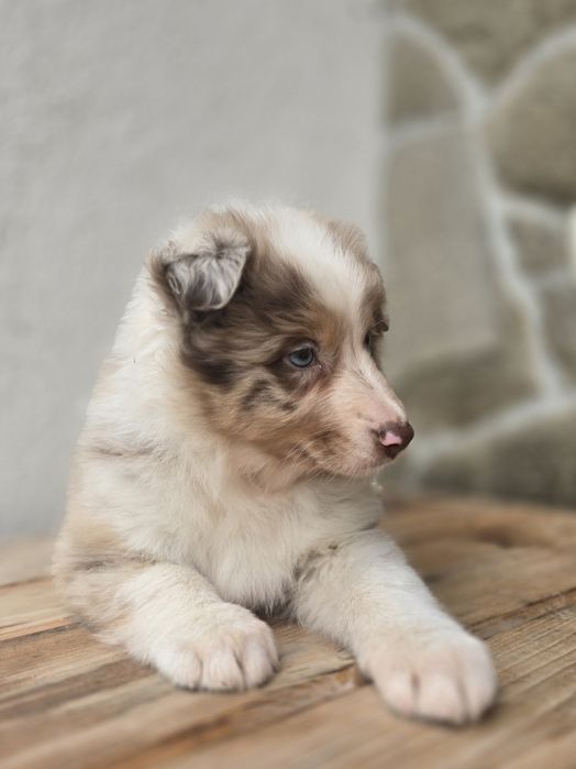 Border Collie piesek Red Merle niebieskooki