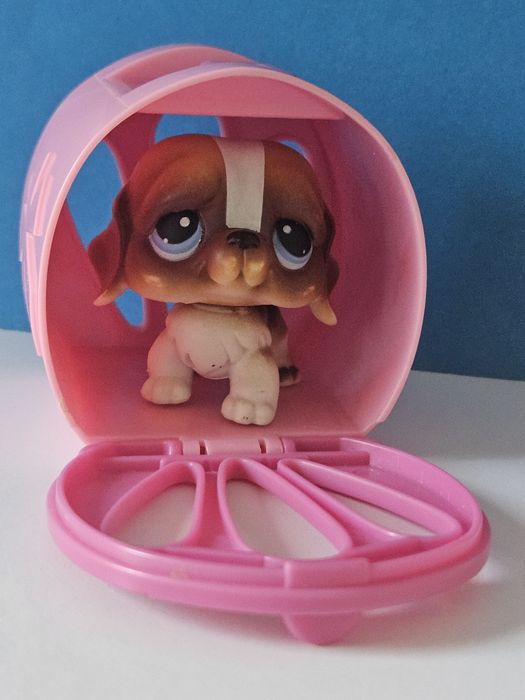 Bernardyn w różowym kojcu przenośnym