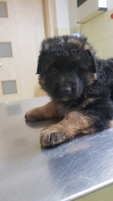 Owczarek niemiecki długowłosy szczenię