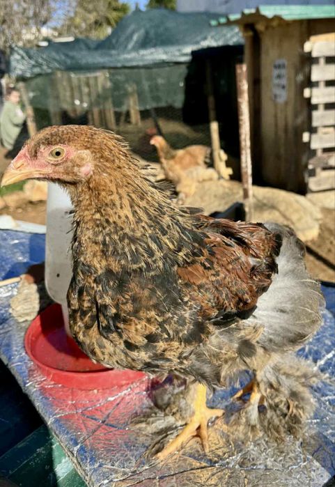 Brahma femea com cerca de 4 meses