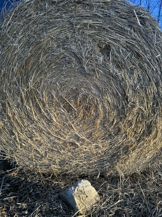 Bele słomy  30 sztuk