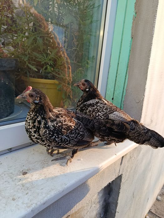 Инкубационное яйцо лилипутов