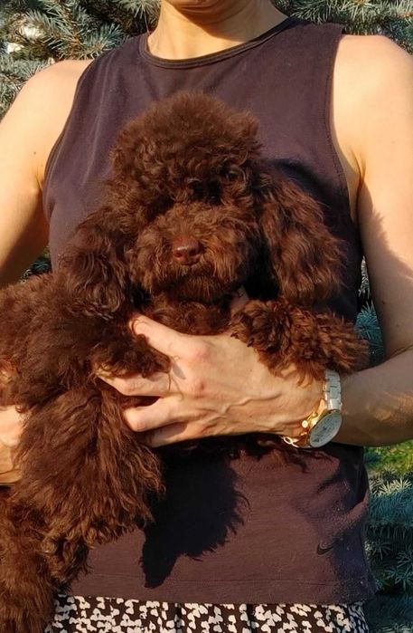 Красивый подрощенный мальчуган Той пуделя в коричневом окрасе