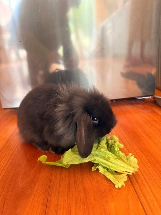 Coelho Macho Holland Lop × Lionhead 3 Meses – Muito Especial.