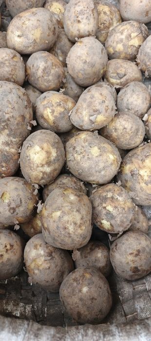 Ziemniaki ziemniak bulwy bryz