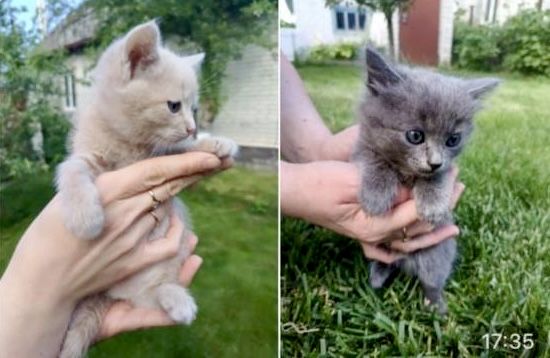 Кошенята (сіре, руде)